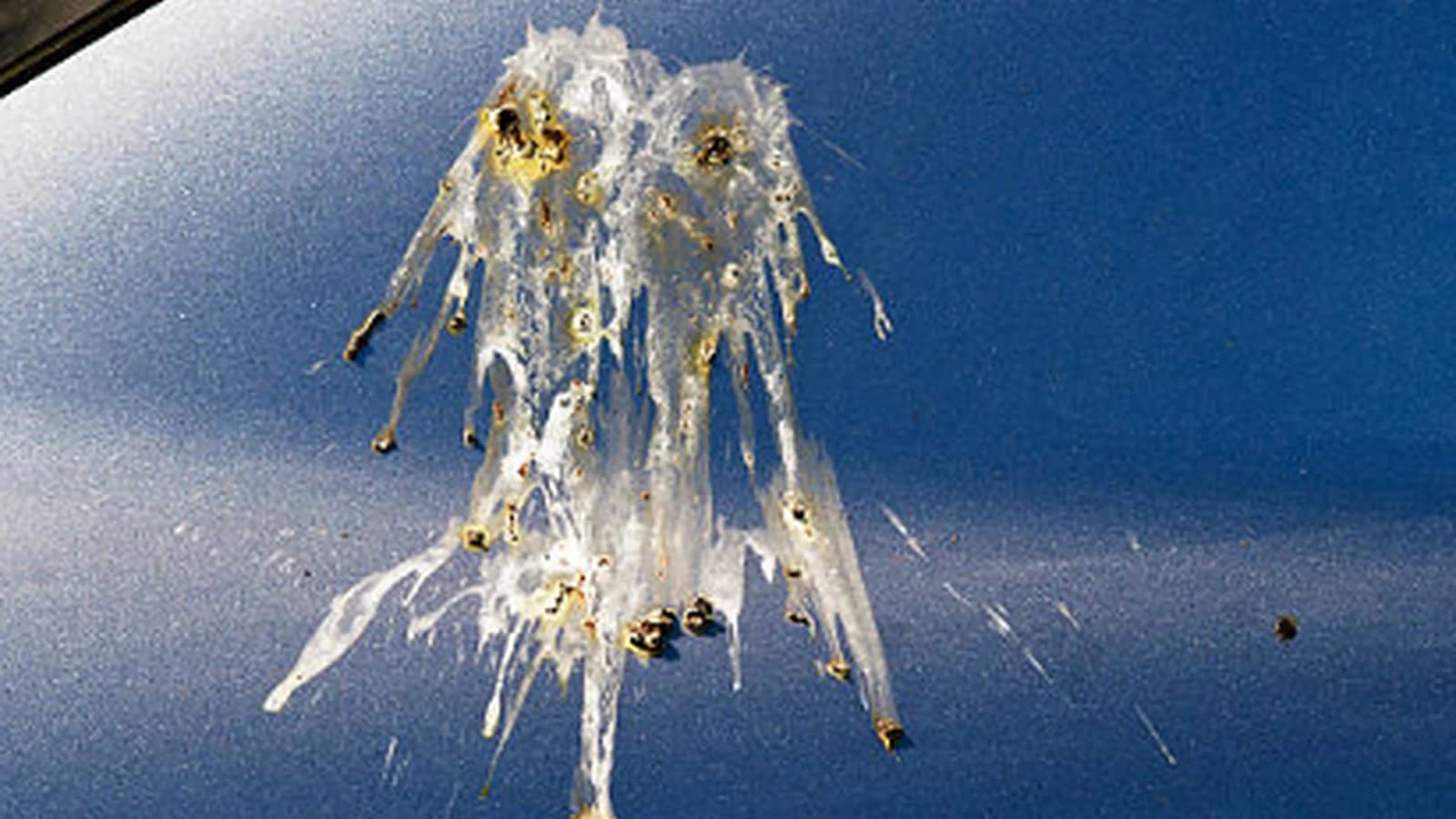 Bird droppings and tree sap: prevent etching and remove them safely